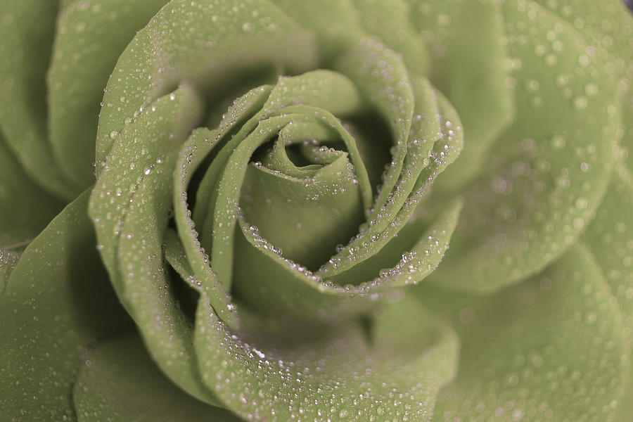 Rainy Spirit Rose Photograph by The Art Of Marilyn Ridoutt-Greene