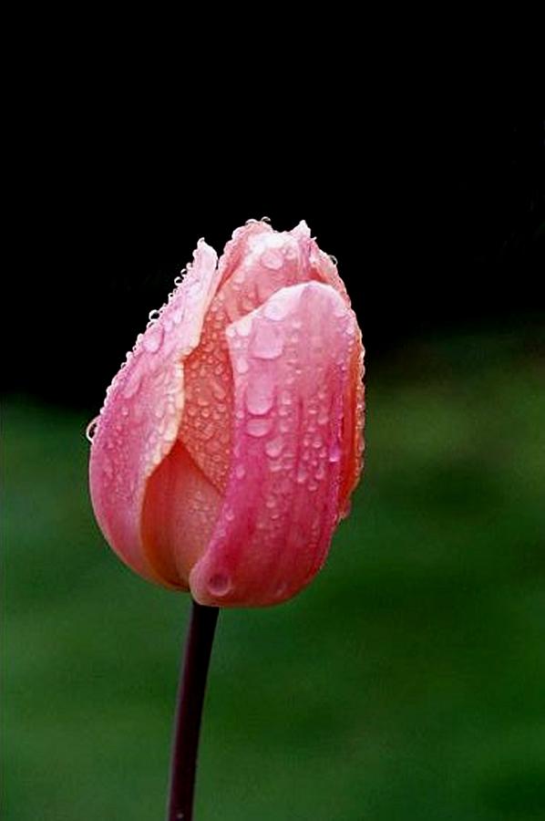 Nature Photograph - Rainy Tulip by Sarah Anderson