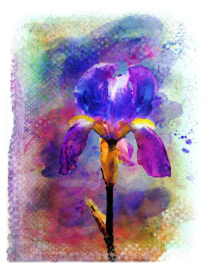 Flower Painting - Rainy Weekend Iris by Moon Stumpp