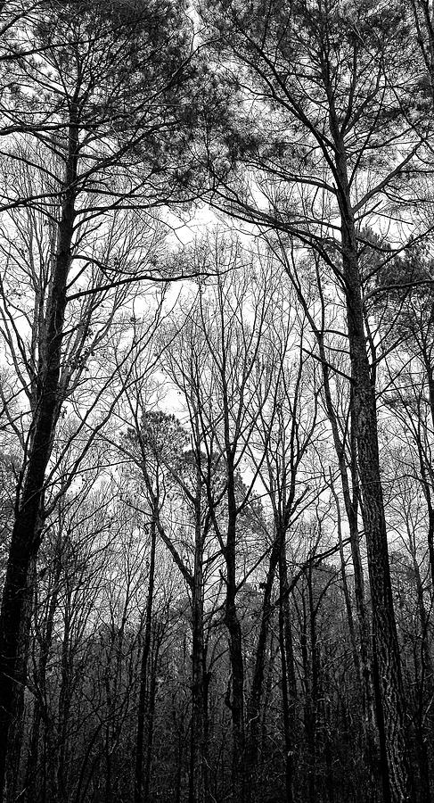 Rainy Winter Morning North Carolina Photograph by Jim Moore