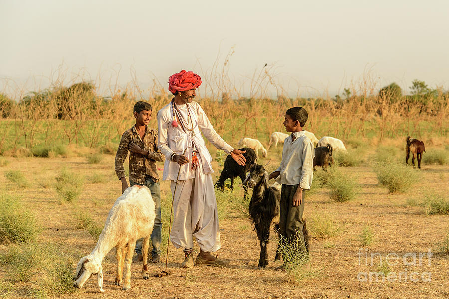 Rajasthani Goatherd 01 Photograph by Werner Padarin Rajasthani Goatherd 01 Photograph by Werner Padarin