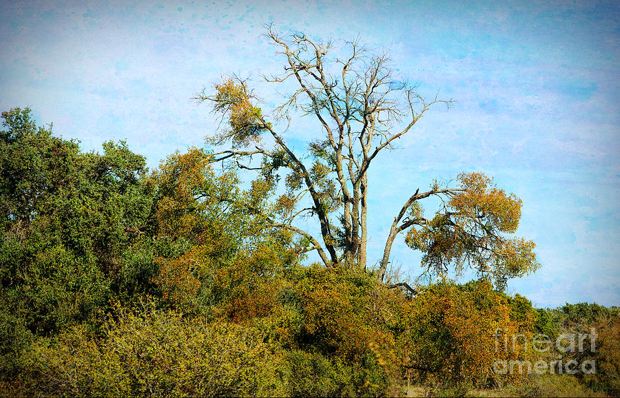 Rall color pn Old Oak tree Photograph by Linda Phelps