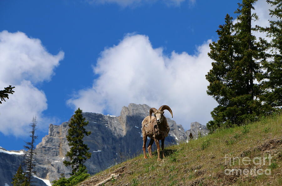 Banff National Park Photograph - Ram Against Mountain Backdrop by Christiane Schulze Art And Photography