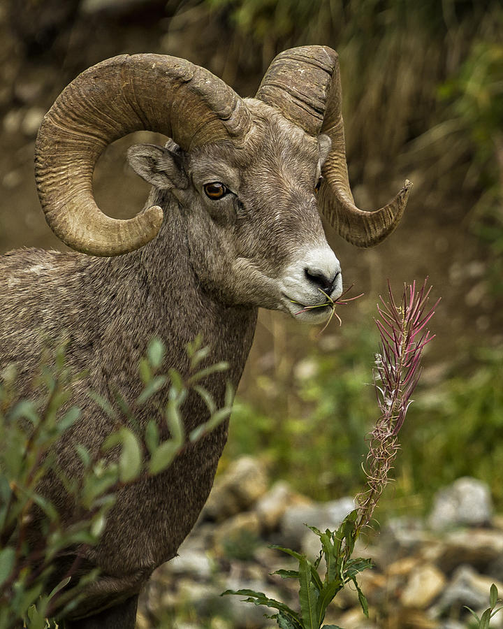 Ram Eating Fireweed cropped Photograph by Belinda Greb