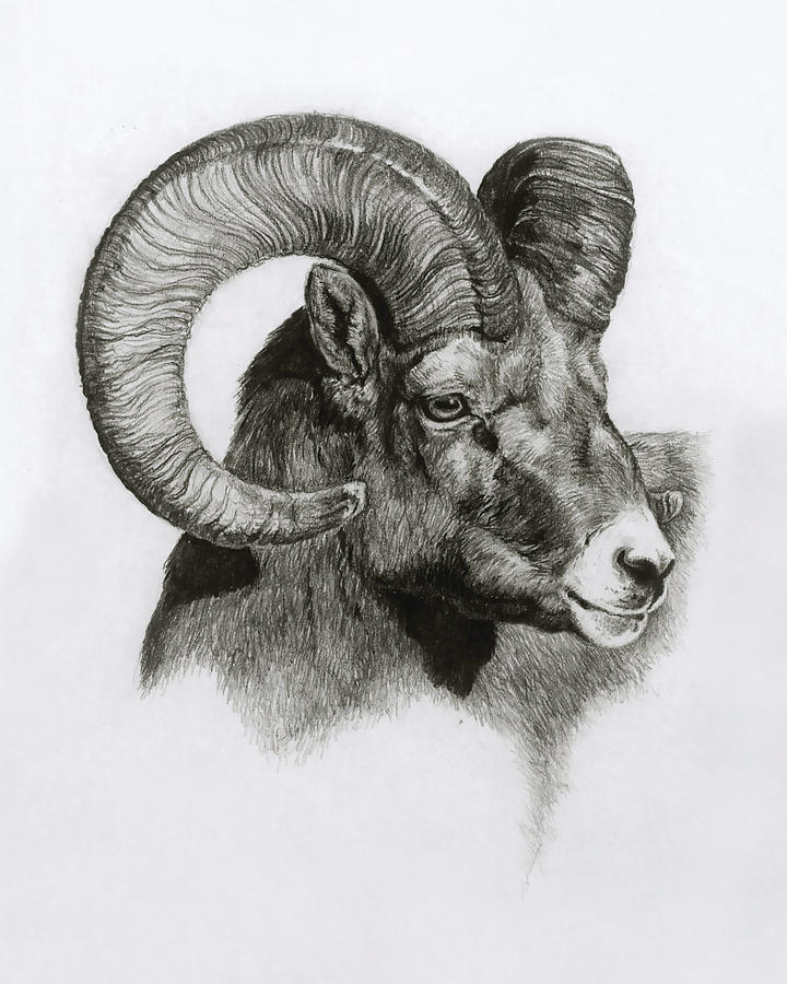 Ram Drawing by Heather Edwards - Fine Art America