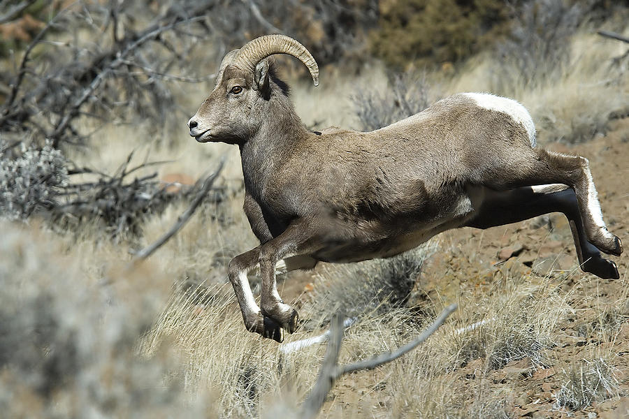Ram In A Hurry Photograph by Gary Beeler