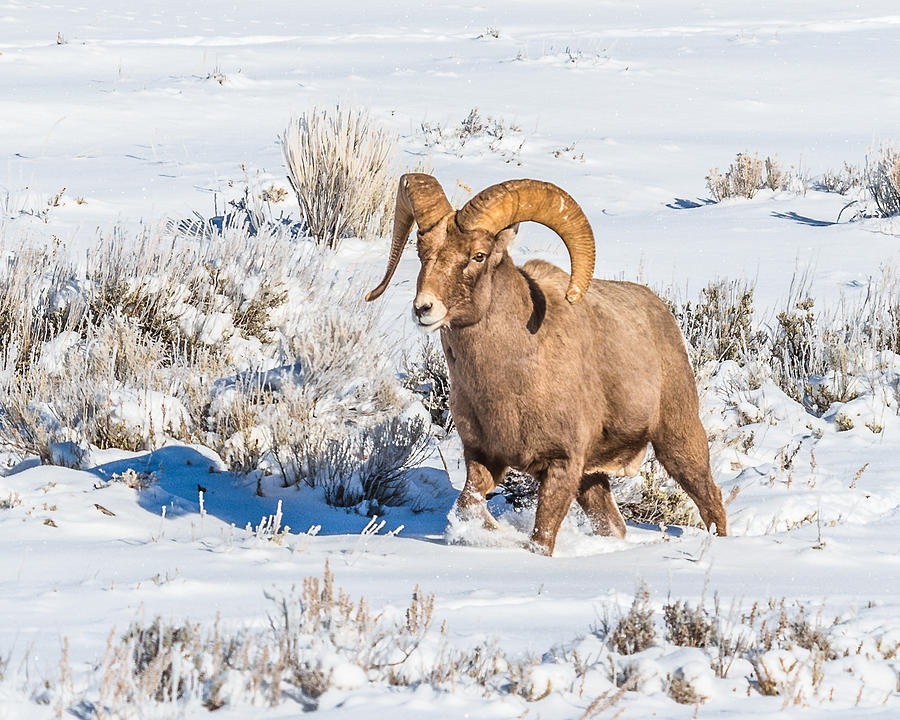 Ram In Rut Photograph by Yeates Photography