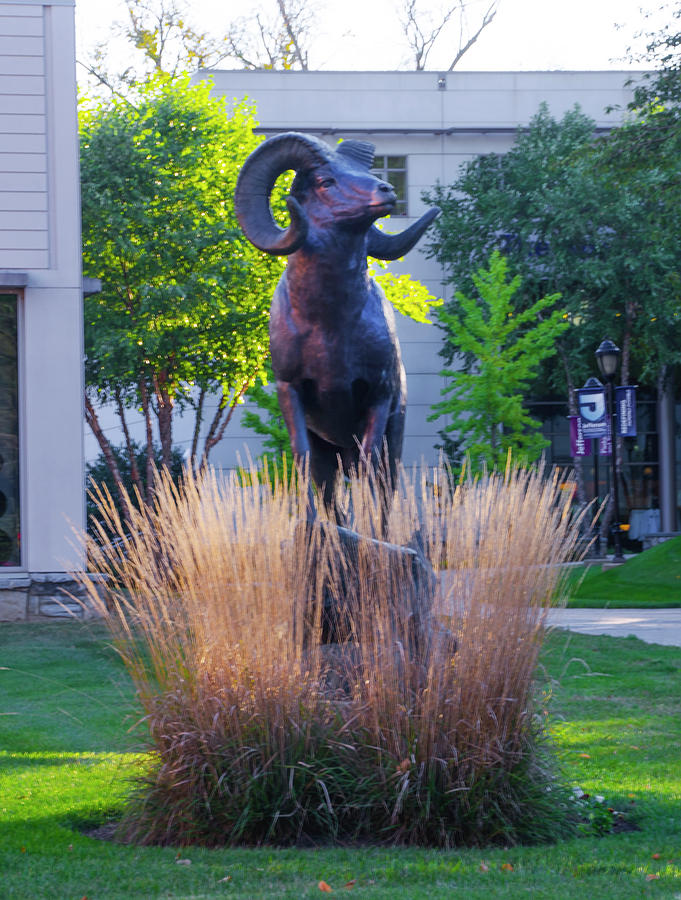 Goat Photograph - Ram - Jefferson - Philadelphia University by Bill Cannon