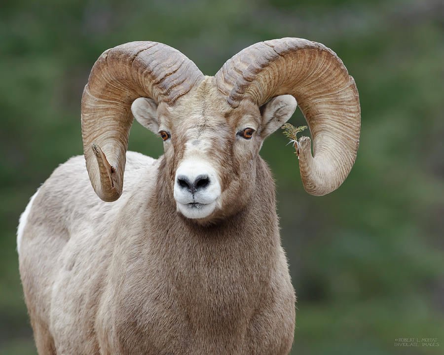 Ram Photograph By Robert L Moffat - Pixels