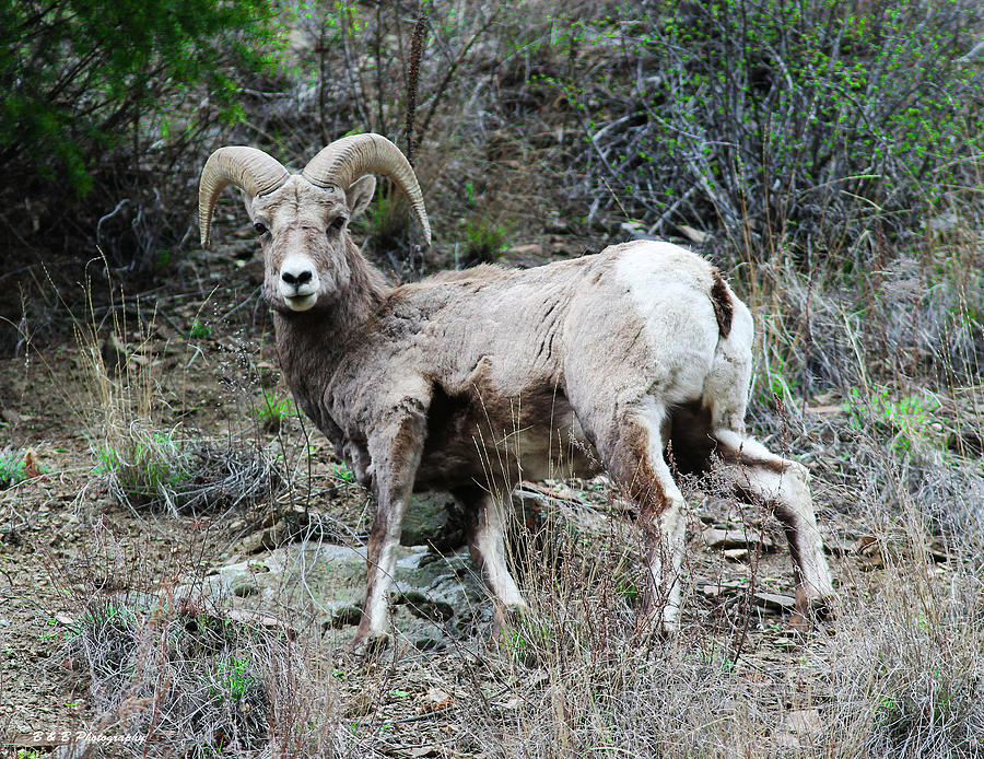 Ram Tough Photograph by Brandon and Becky Holley - Fine Art America