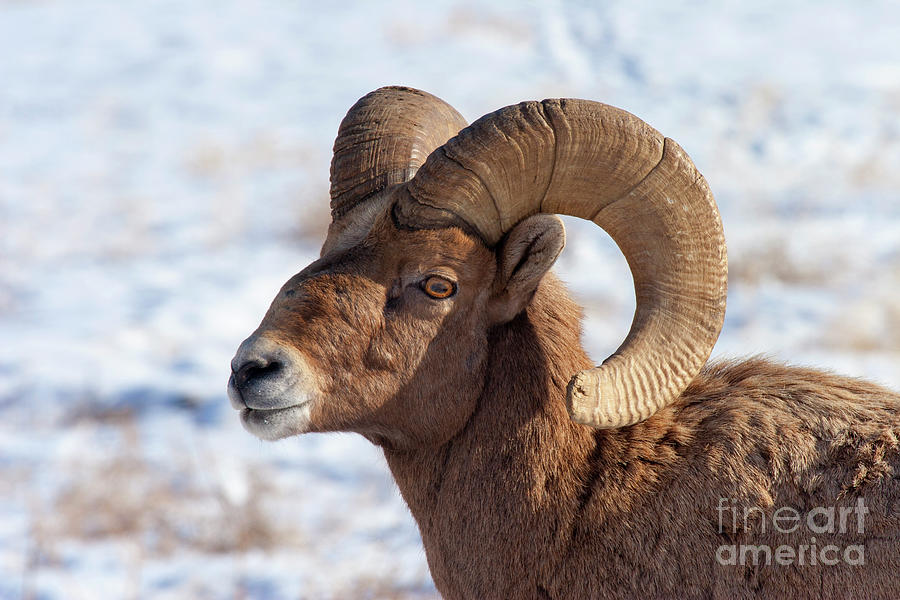 Ram Tough Photograph by Michael Dawson - Fine Art America