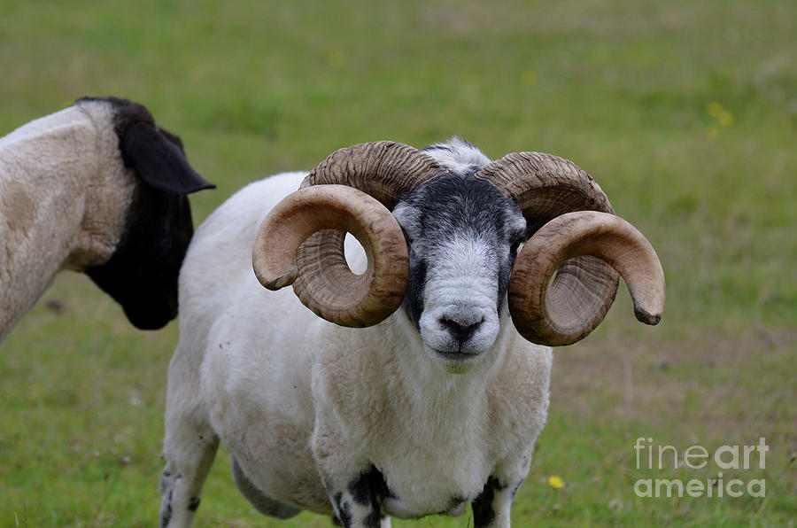 Ram with Curling Horns on a Farm in Inverness Scotland Photograph by DejaVu Designs