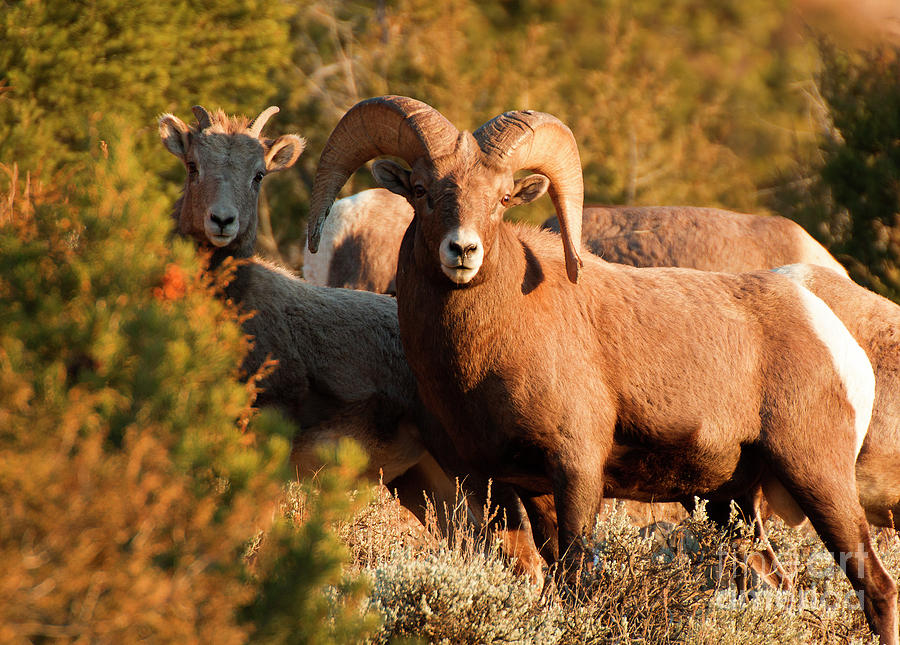 Ram with Ewe Photograph by Russell Smith - Pixels