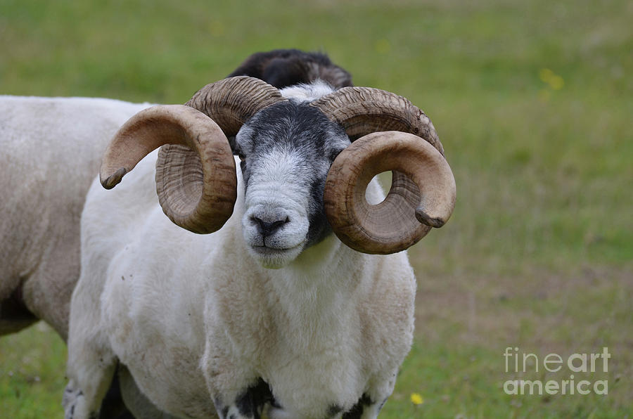 Ram with Large Curling Horns Standing in a Field in Scotland Photograph by DejaVu Designs