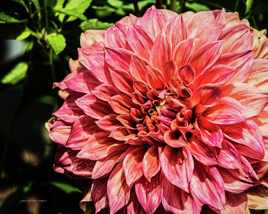 Flower Photograph - Rambling Fancy by Jessica Manelis