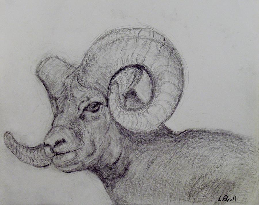 Sheep Drawing - Rambo The Bighorn Sheep by Lawrence Paull