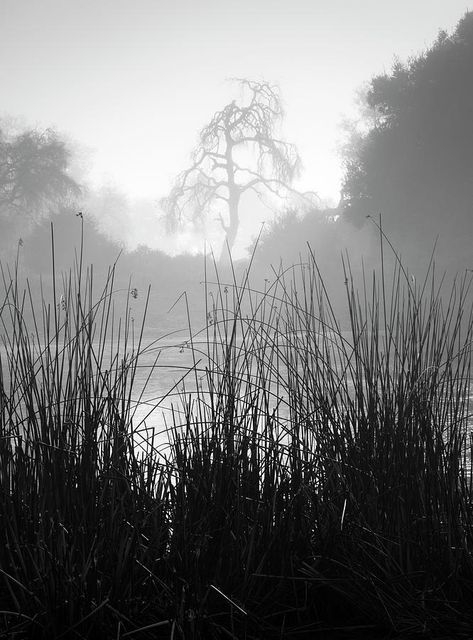 San Diego Photograph - Ramona Pond Grass and Tree by William Dunigan