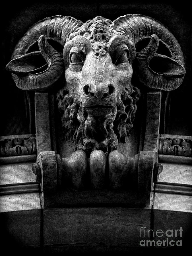 Goat Photograph - Rams Head by James Aiken
