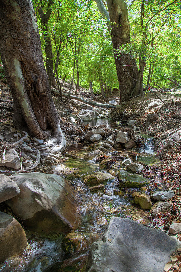 Stream Photograph - Ramsey Canyon Preserve by Lon Dittrick