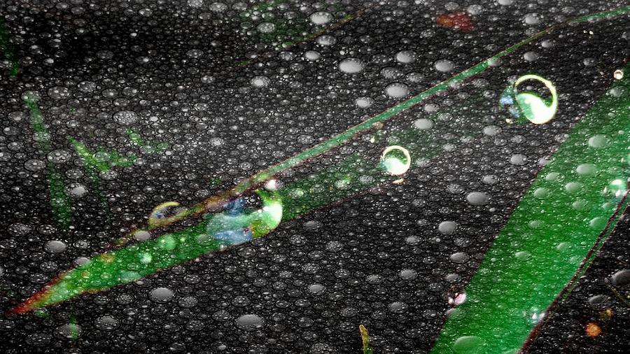 Rain drops in nature Photograph by Nilu Mishra