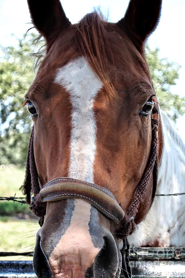 Horse Photograph - Ranch Horse by Ella Kaye Dickey