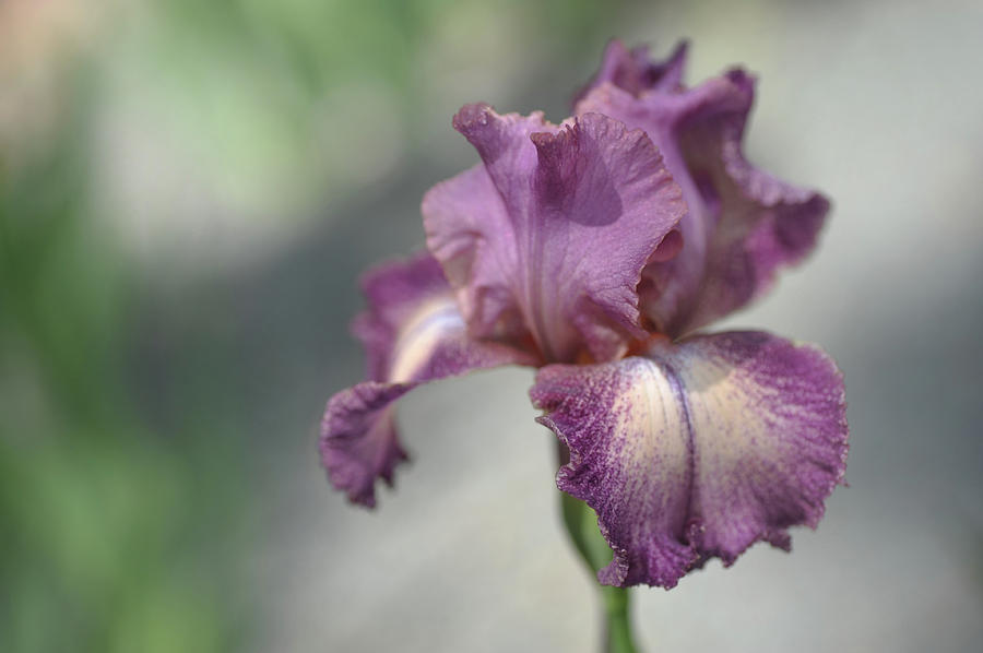 Rancho Rose 1. The Beauty of Irises Photograph by Jenny Rainbow