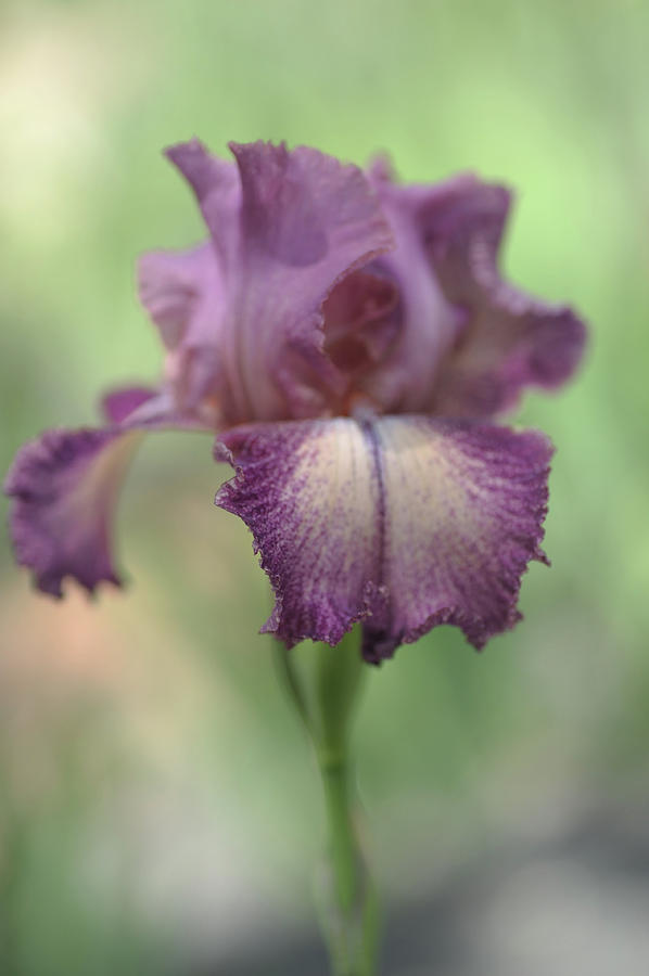 Rancho Rose. The Beauty of Irises Photograph by Jenny Rainbow