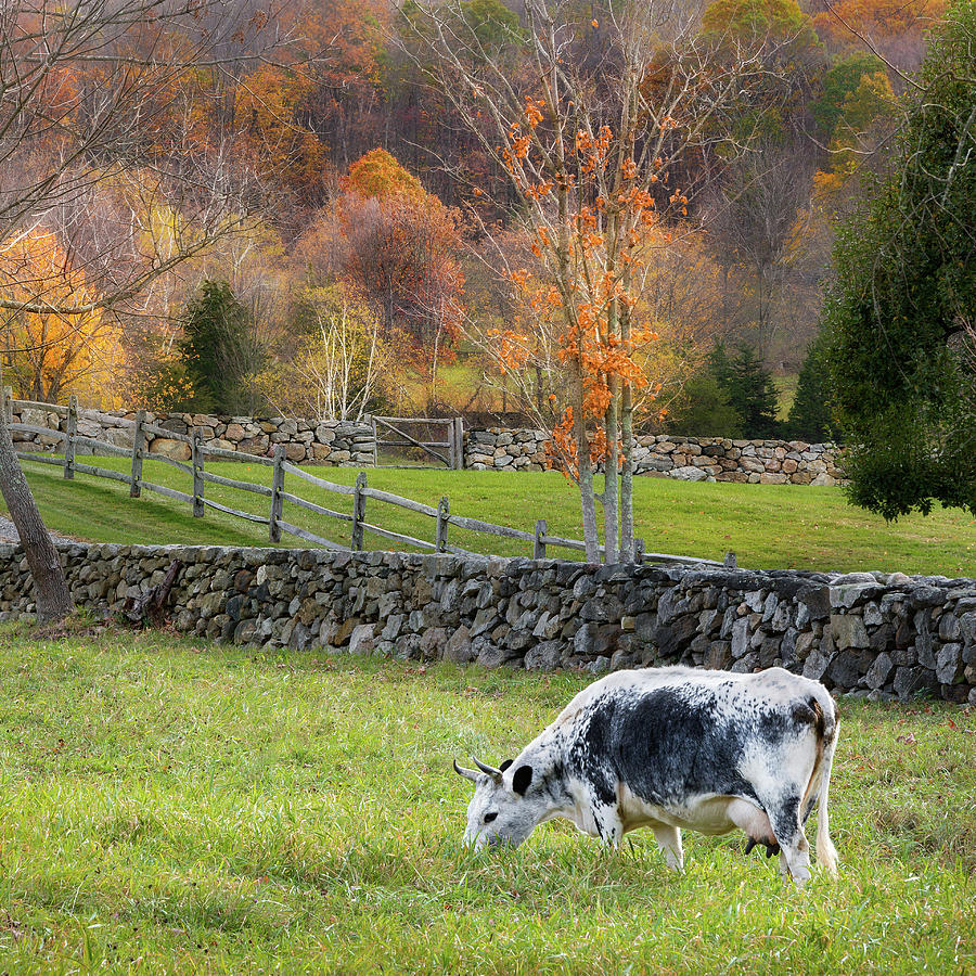 Randall Cattle Cow Square Photograph by Bill Wakeley