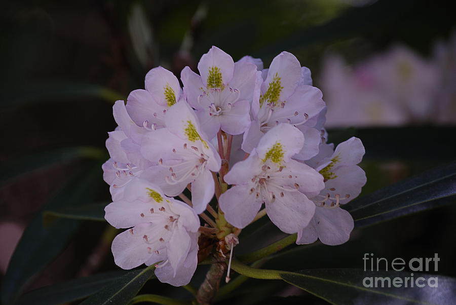 Randolph County Rhododendron Photograph by Randy Bodkins