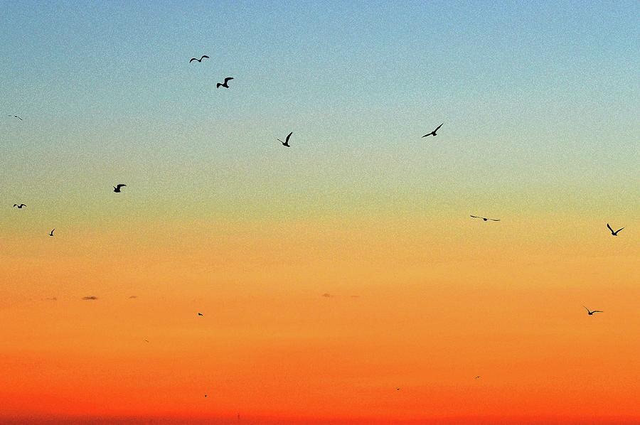 Random Birds Flying At Dawn 2  Digital Art by Lyle Crump