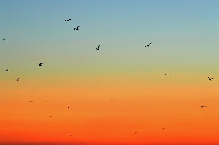 Random Birds Flying At Dawn  Photograph by Lyle Crump