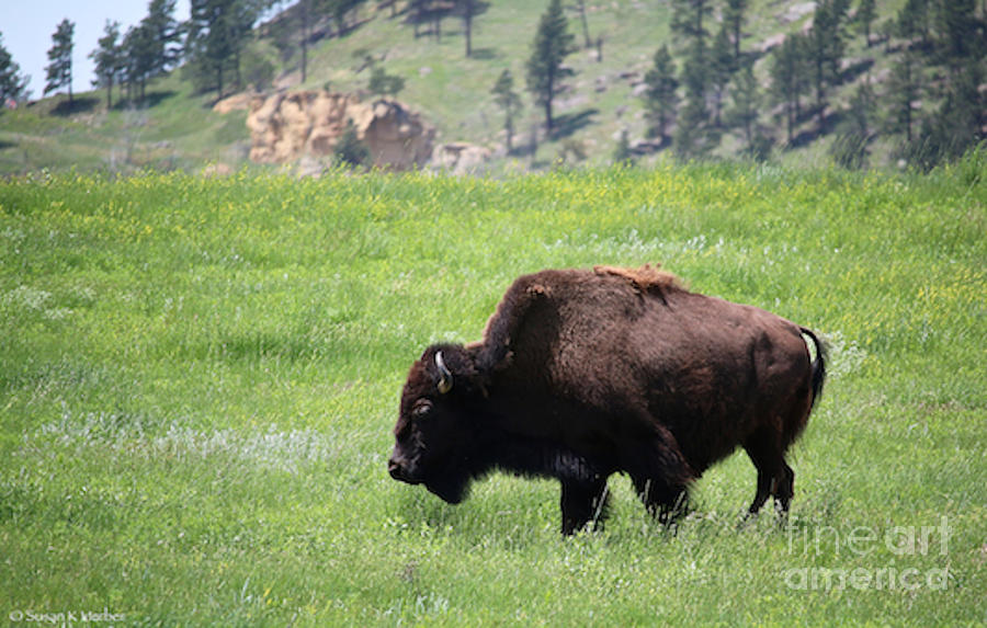 Range Bison Photograph by Susan Herber