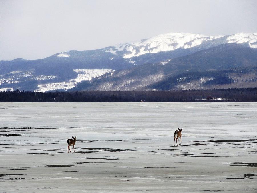 Rangeley Lake Mountain View Deer Crossing Photograph