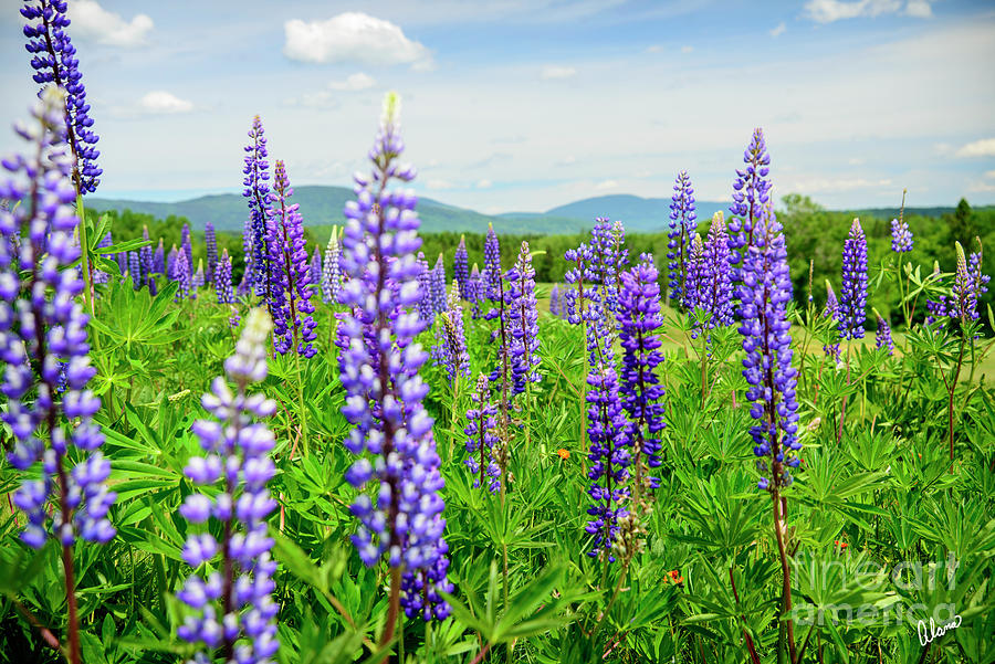 Rangeley, Me -a Field Of Lupines Photograph