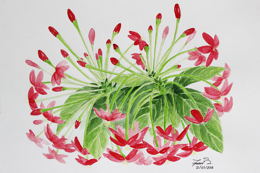 Nature Photograph - Rangoon creeper flower. by Sudarat Wilairat