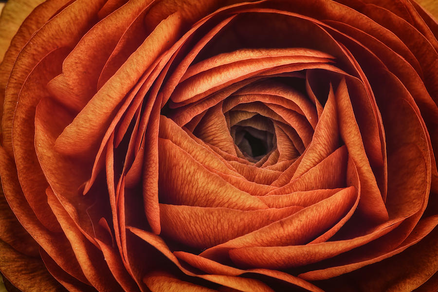 Flower Photograph - Ranonkel Oranje by Rick Berk