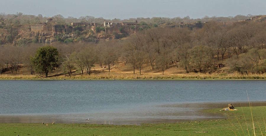 Ranthambore National Park Photograph by Jean-Luc Baron