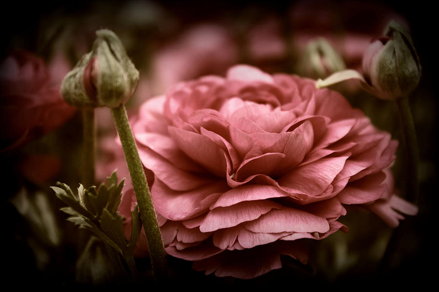 Ranunculus in Bloom #3 Photograph by Jessica Jenney