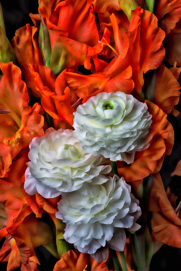 Ranunculus And Glads Photograph by Garry Gay