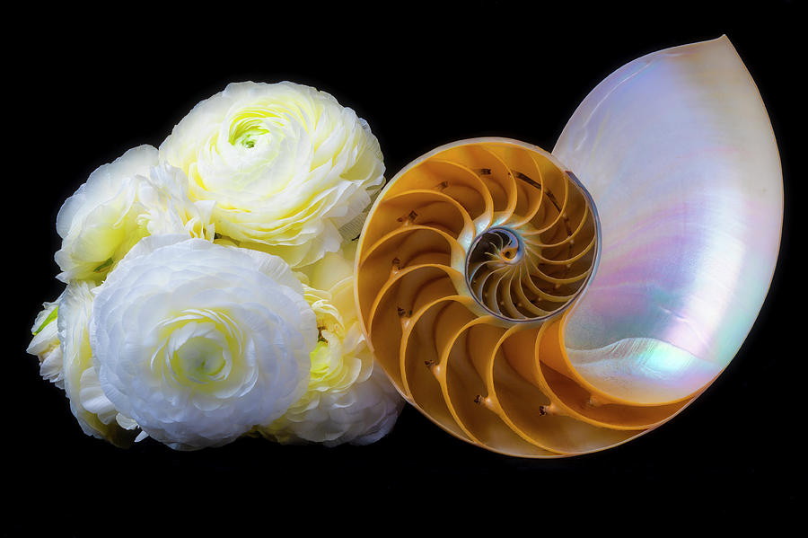 Ranunculus And Nautilus Shell Photograph by Garry Gay