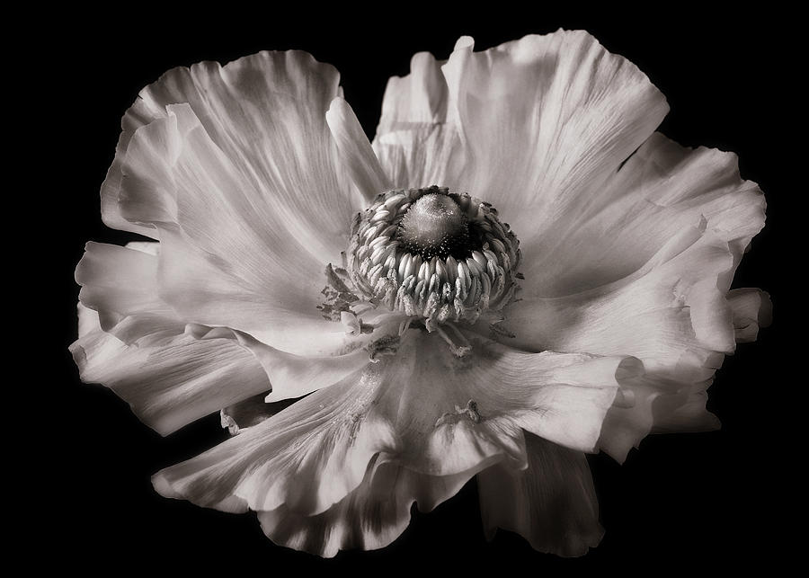 Ranunculus  Photograph by Carol Eade