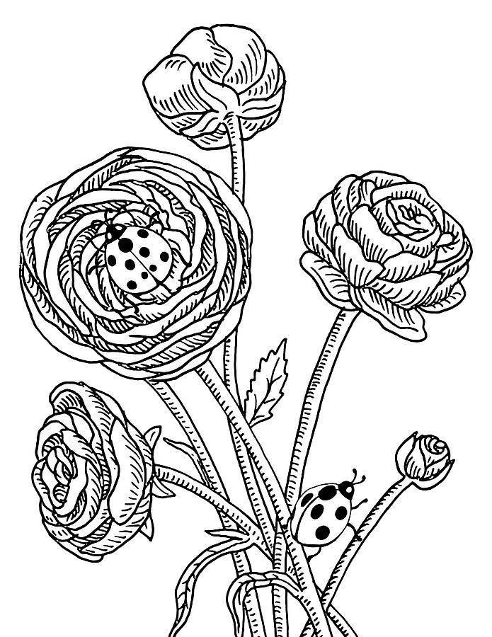 Ranunculus Flower And Ladybugs Drawing  Drawing by Irina Sztukowski