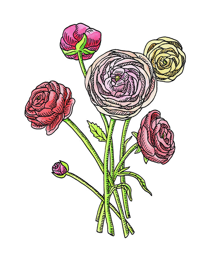 Ranunculus Flower Botanical Watercolor Painting