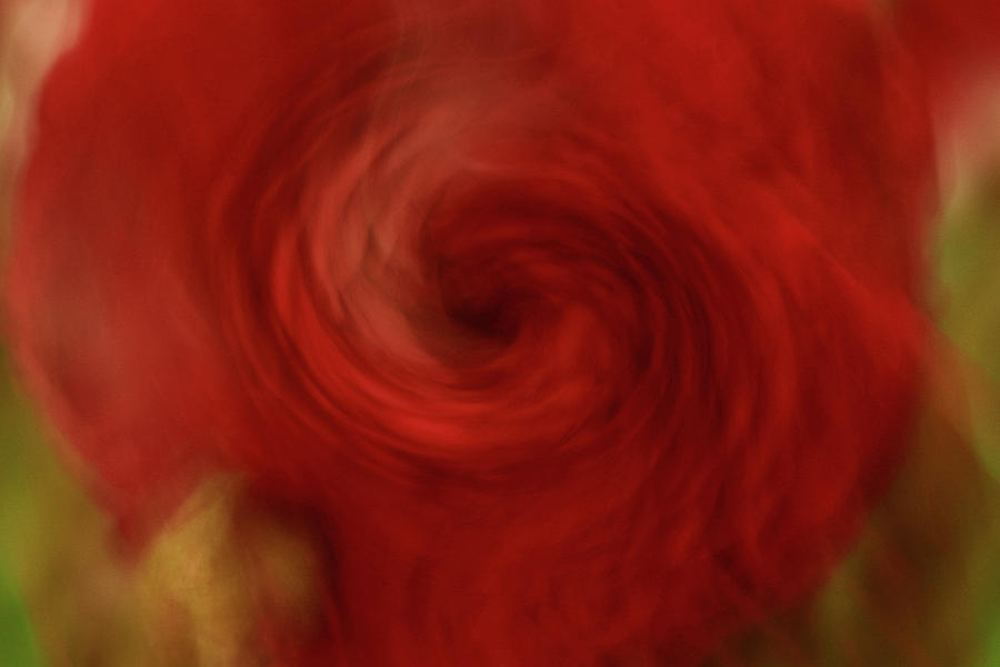 Ranunculus In Abstract Photograph by Cheryl Day