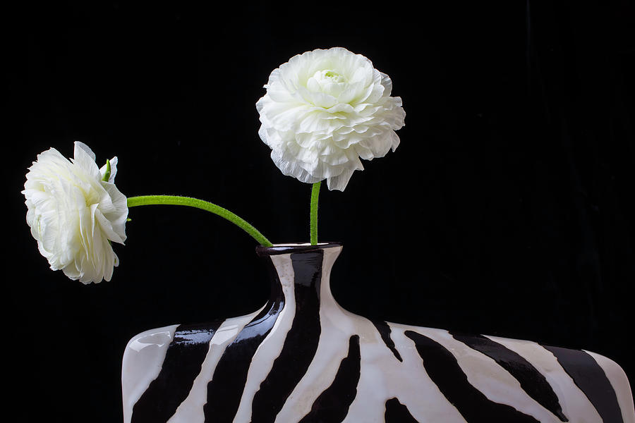 Ranunculus In Black And Whie Vase Photograph by Garry Gay