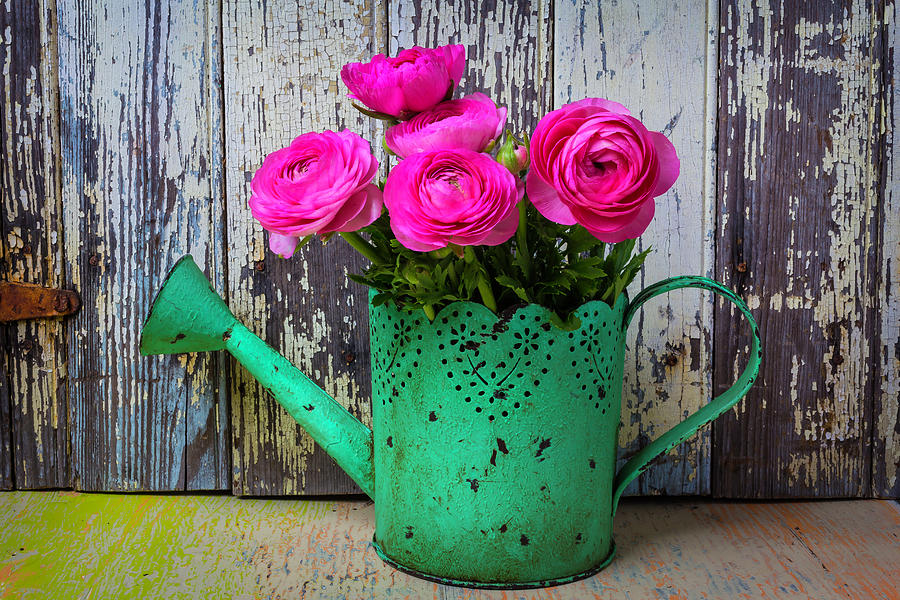 Ranunculus In Green Watering Can Photograph by Garry Gay