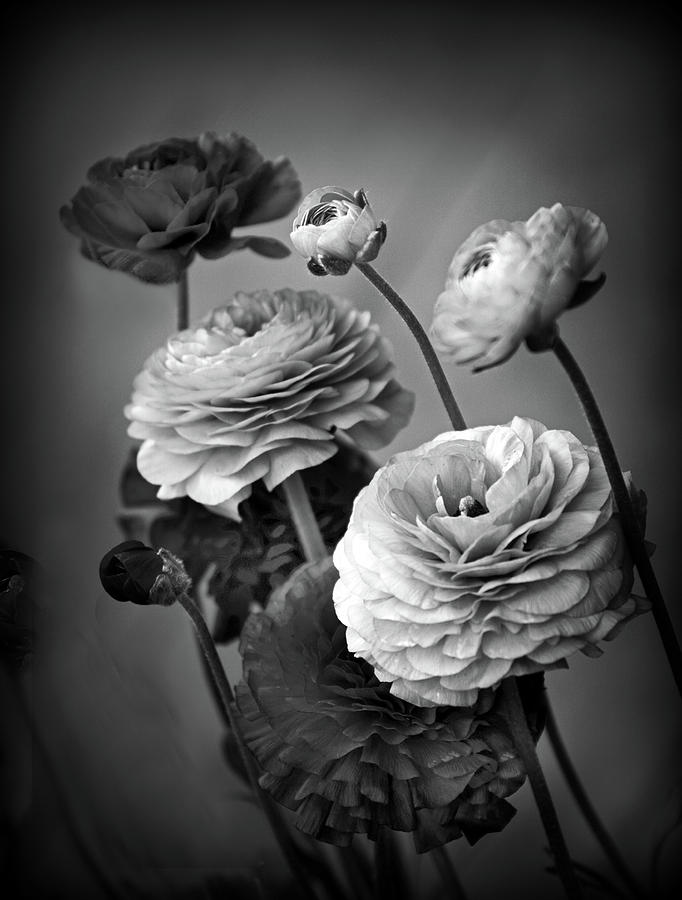 Flower Photograph - Ranunculus in Monochrome by Jessica Jenney