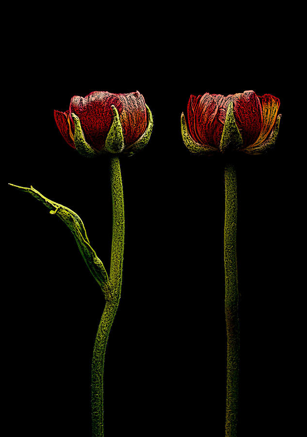 Ranunculus In Red Photograph by Movie Poster Prints