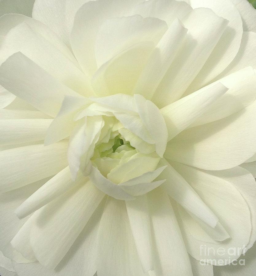 Ranunculus in White Photograph by By Divine Light