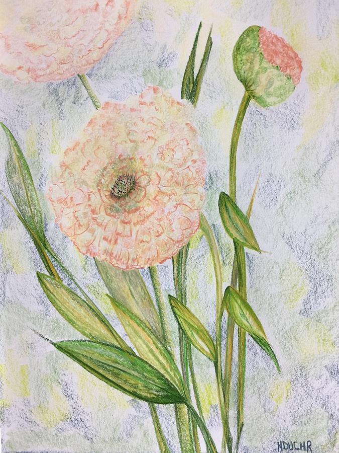 Ranunculus Drawing by Norma Duch